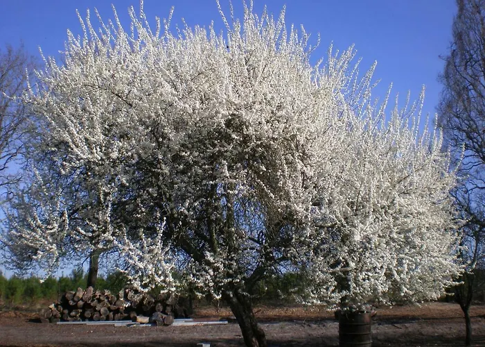 Perchee Vakantiehuis